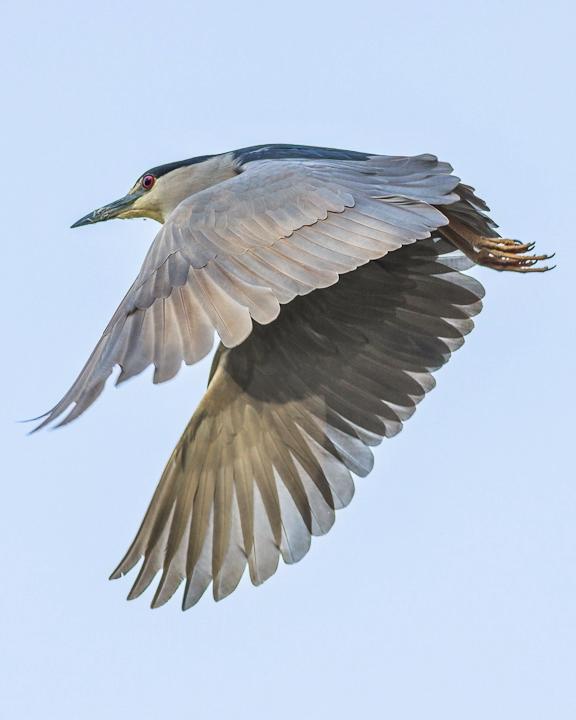 Black-crowned Night-Heron Photo by Anthony Gliozzo