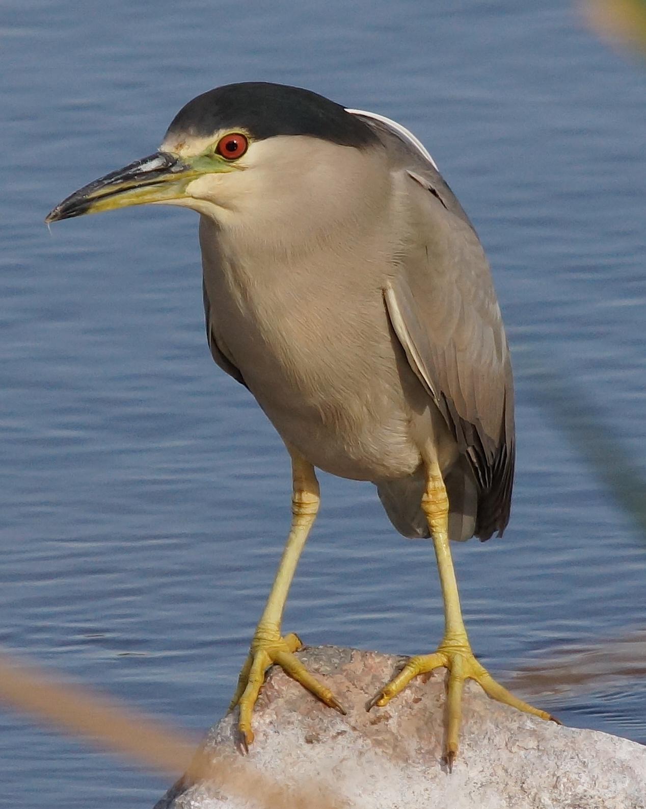 Black-crowned Night-Heron Photo by Gerald Hoekstra