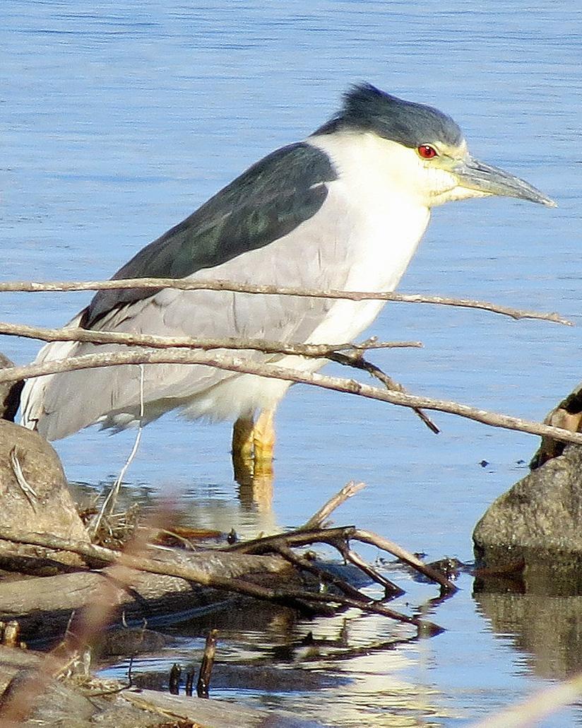 Black-crowned Night-Heron Photo by Kelly Preheim