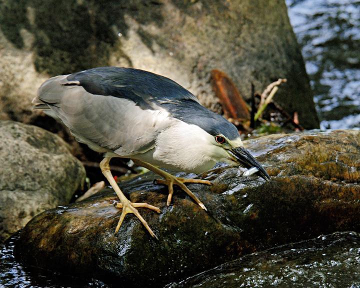 Black-crowned Night-Heron Photo by Jean-Pierre LaBrèche