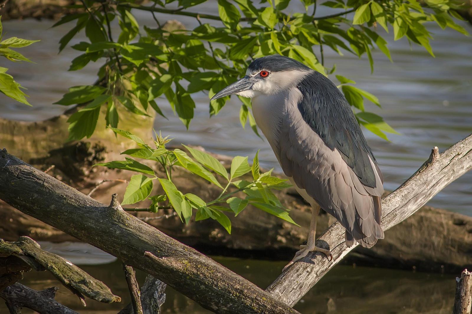 Black-crowned Night-Heron Photo by Ryan Jones