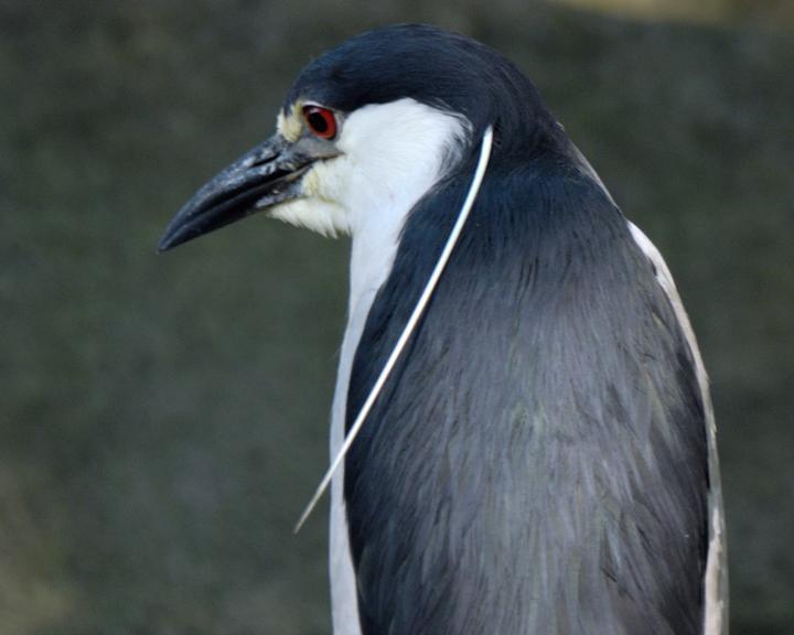 Black-crowned Night-Heron Photo by Jean-Pierre LaBrèche