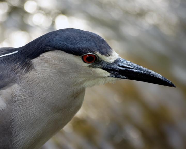 Black-crowned Night-Heron Photo by Jean-Pierre LaBrèche