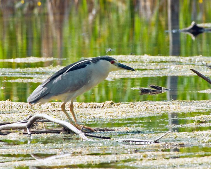 Black-crowned Night-Heron Photo by Jean-Pierre LaBrèche