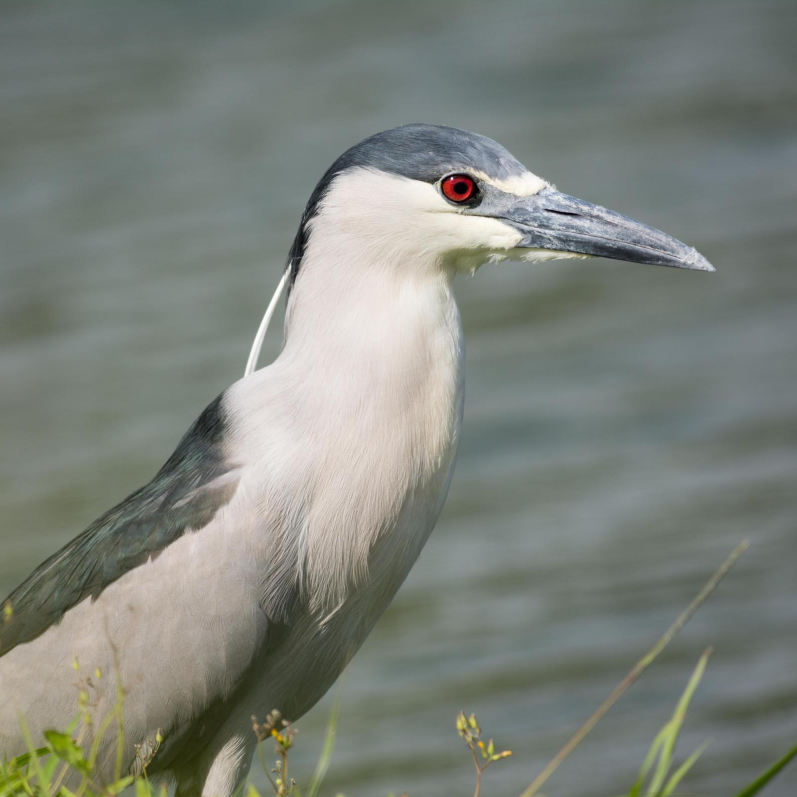 Black-crowned Night-Heron Photo by Jesse Hodges