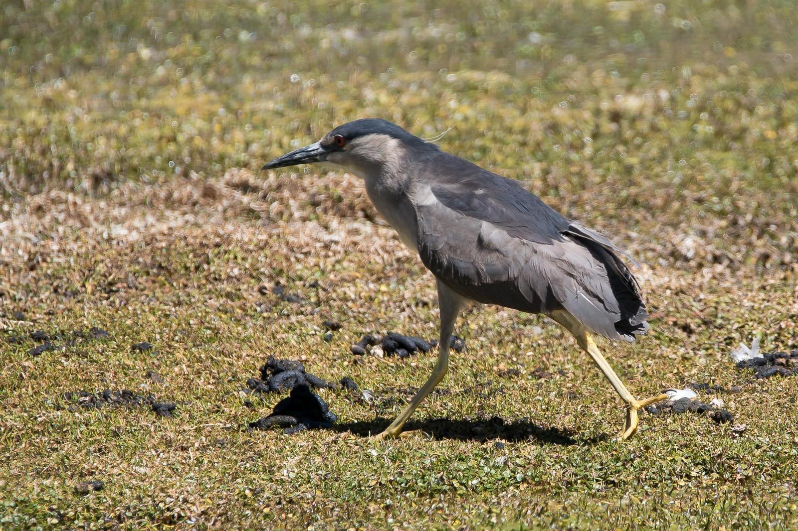 Black-crowned Night-Heron Photo by Gerald Hoekstra