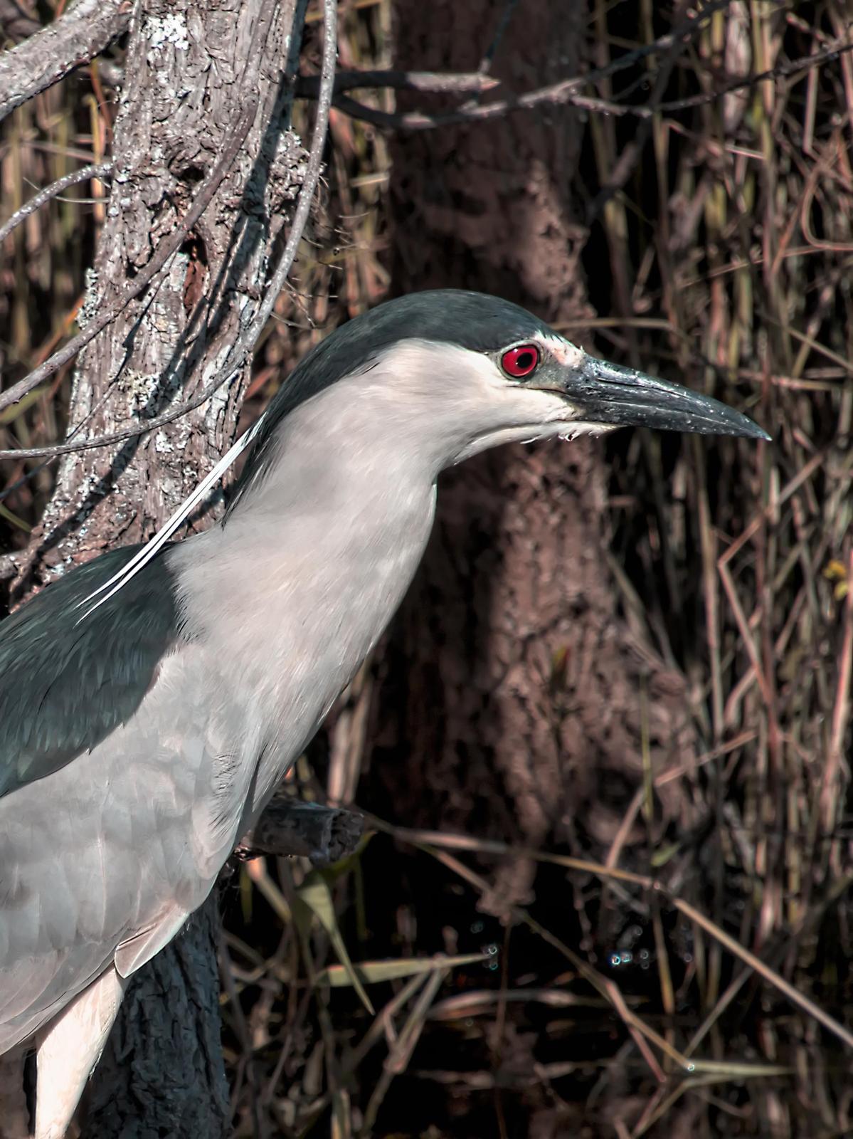 Black-crowned Night-Heron Photo by Dan Tallman