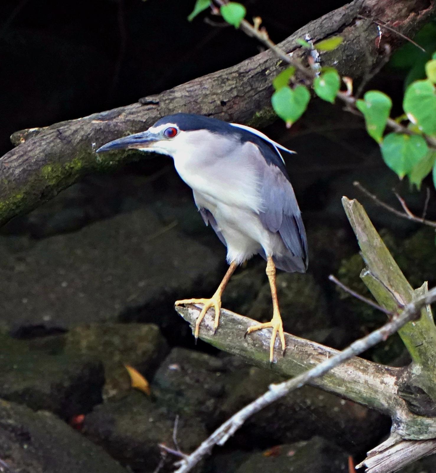 Black-crowned Night-Heron Photo by Steven Cheong