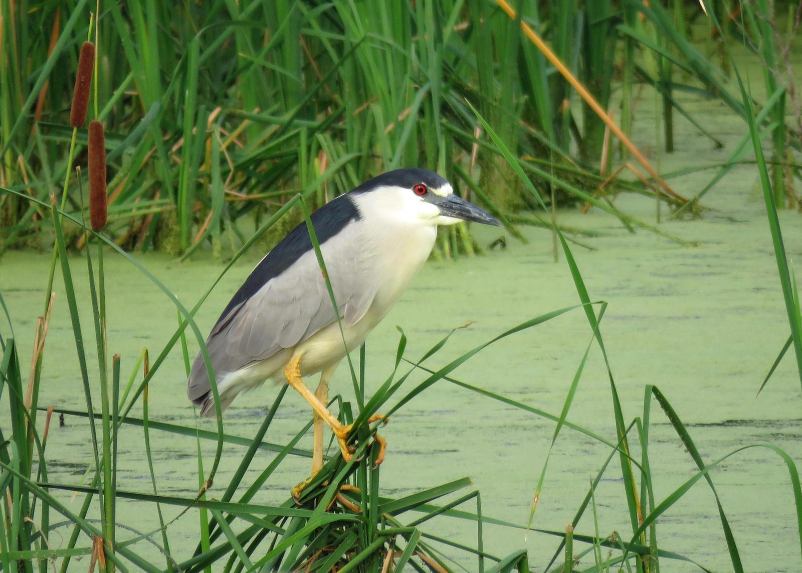 Black-crowned Night-Heron Photo by Kelly Preheim