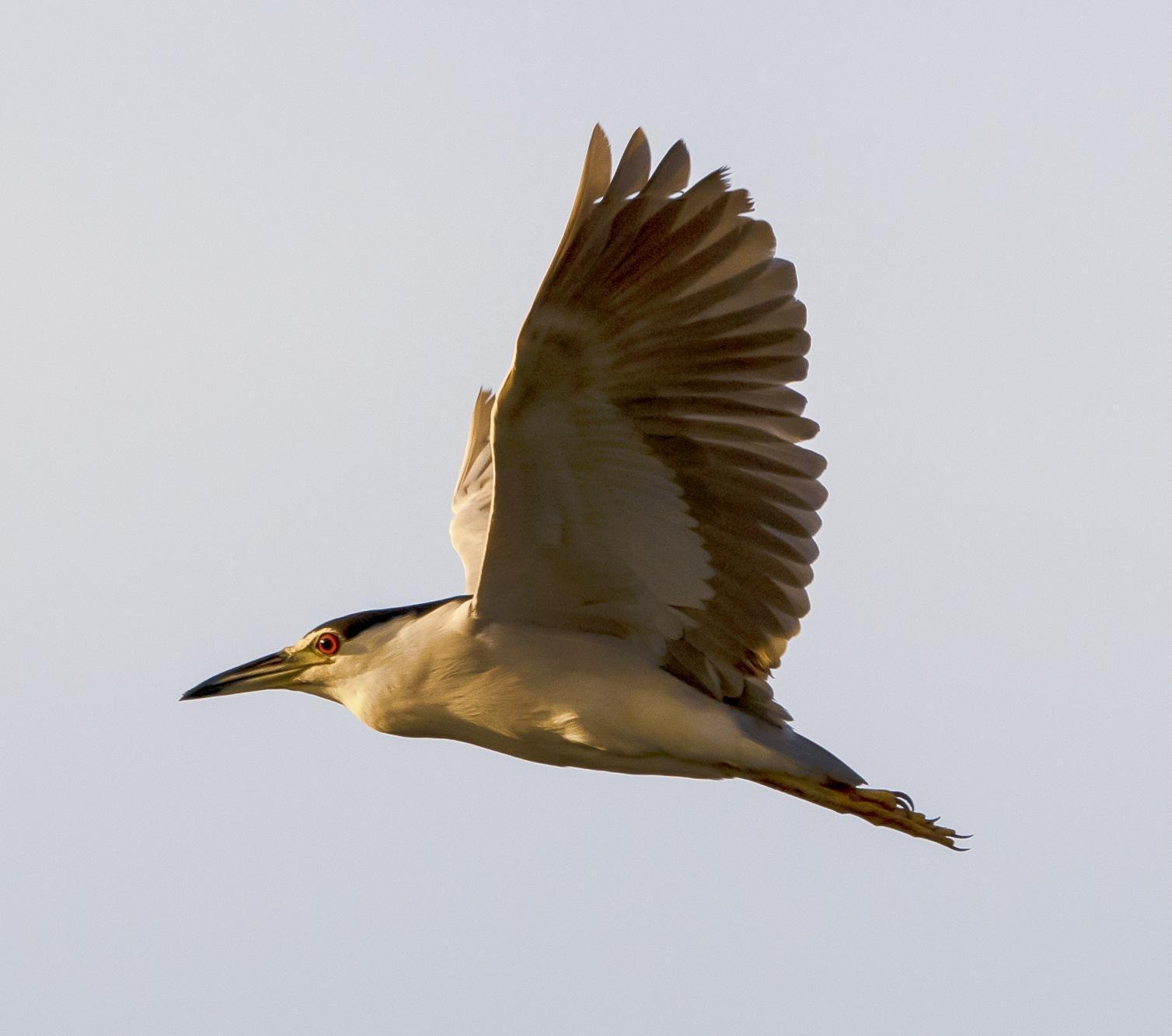 Black-crowned Night-Heron Photo by Tom Gannon