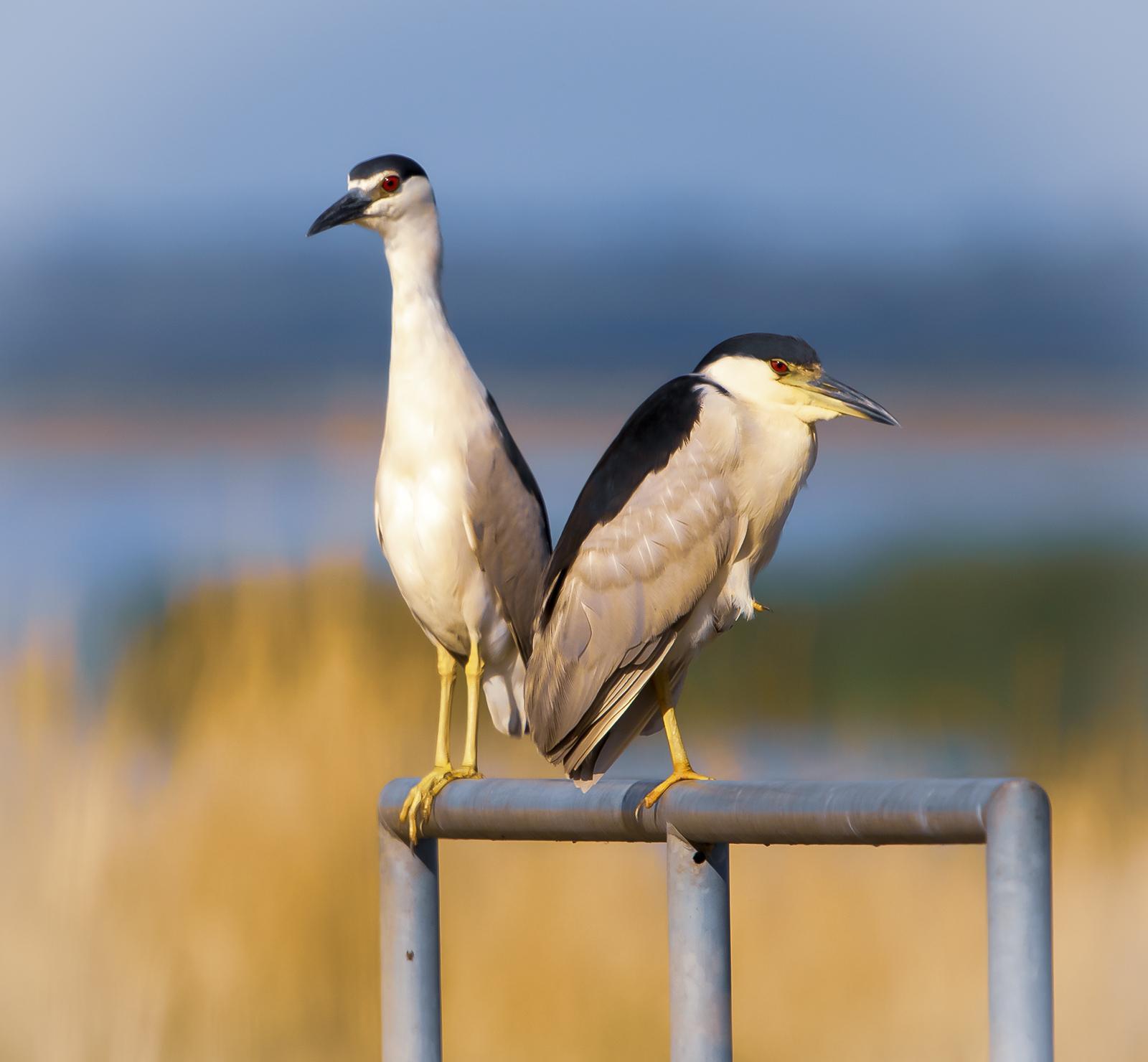 Black-crowned Night-Heron Photo by Tom Gannon