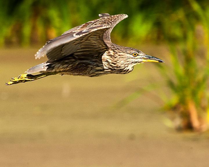 Black-crowned Night-Heron Photo by Jean-Pierre LaBrèche