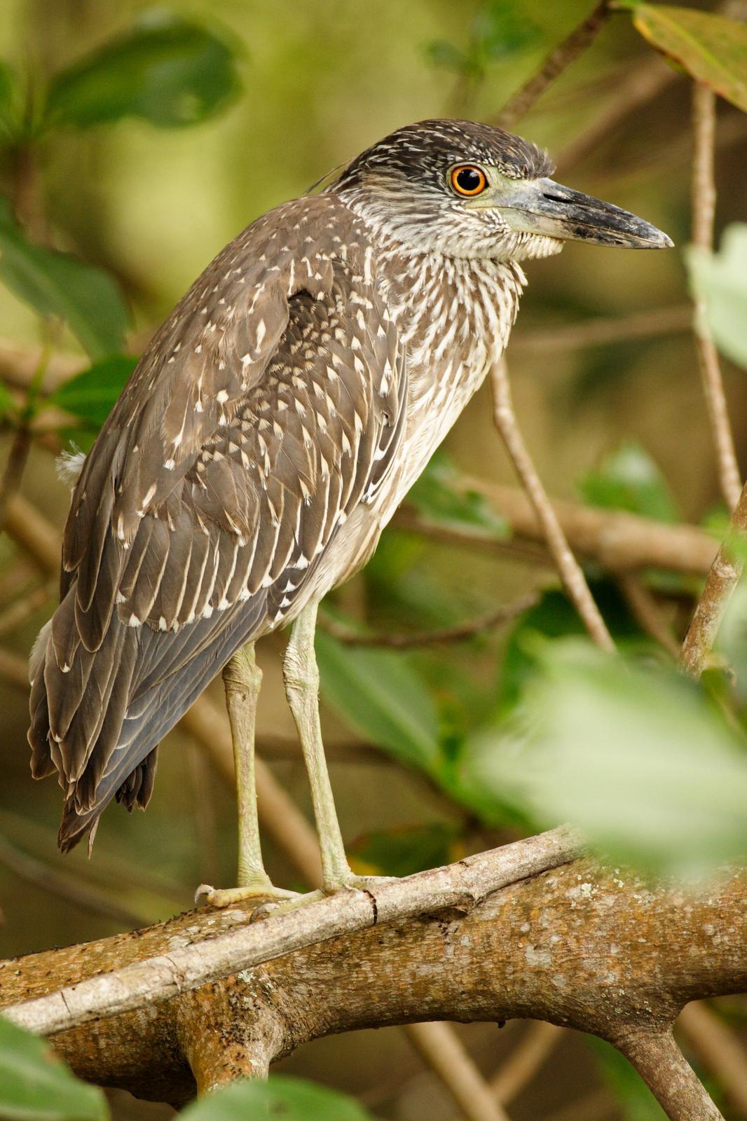 Black-crowned Night-Heron Photo by Santiago Ron