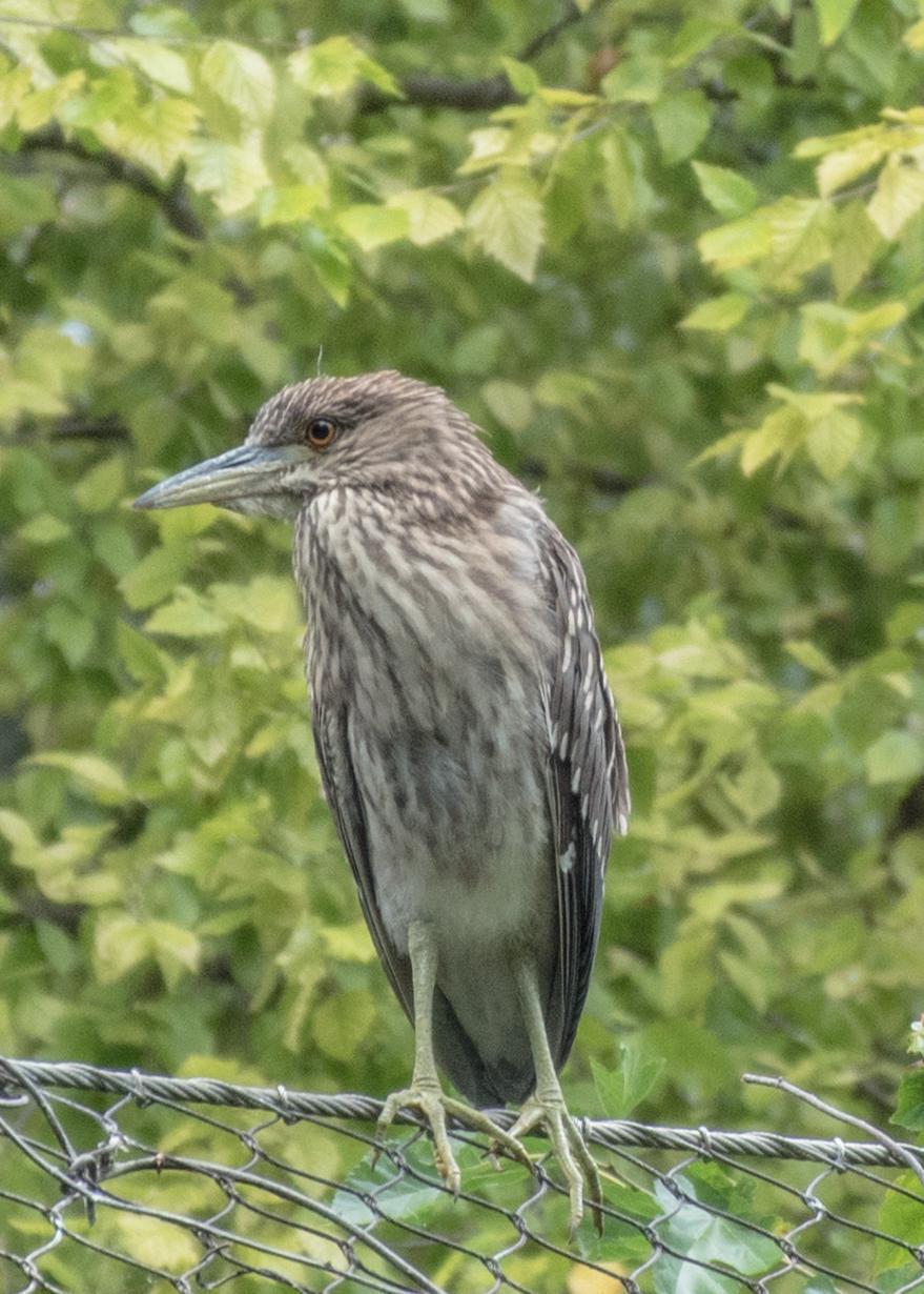 Black-crowned Night-Heron Photo by Keshava Mysore