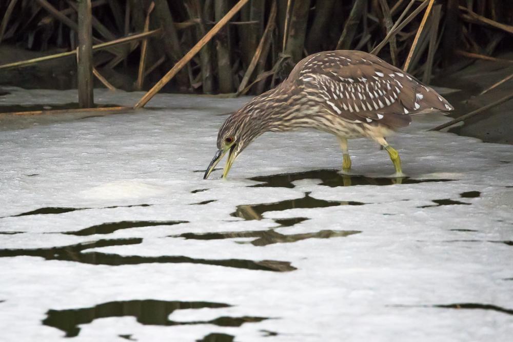 Black-crowned Night-Heron Photo by Amanda Fulda