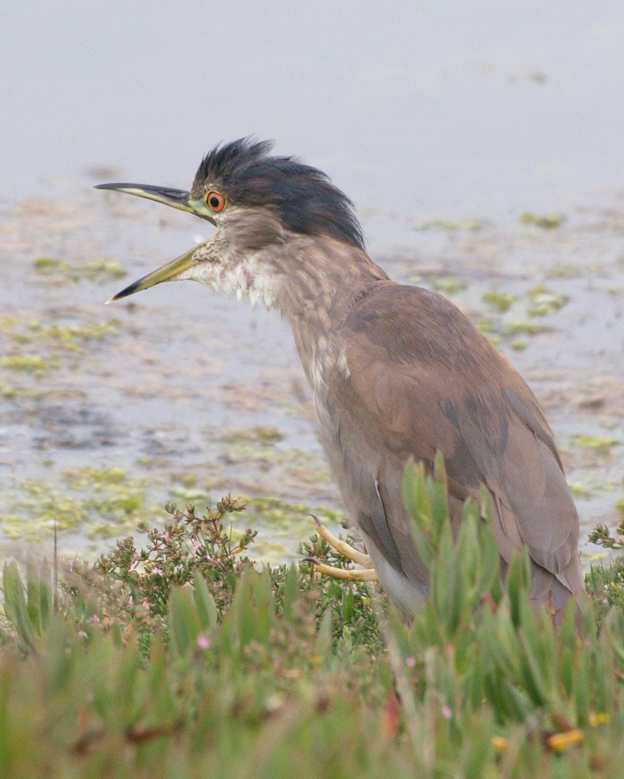 Black-crowned Night-Heron Photo by Alex Lamoreaux