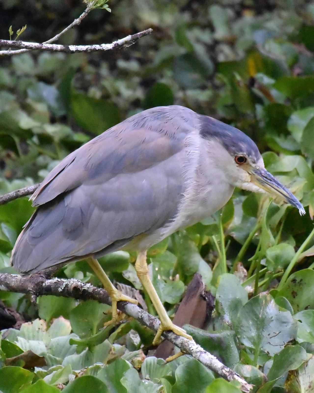 Black-crowned Night-Heron Photo by Emily Percival