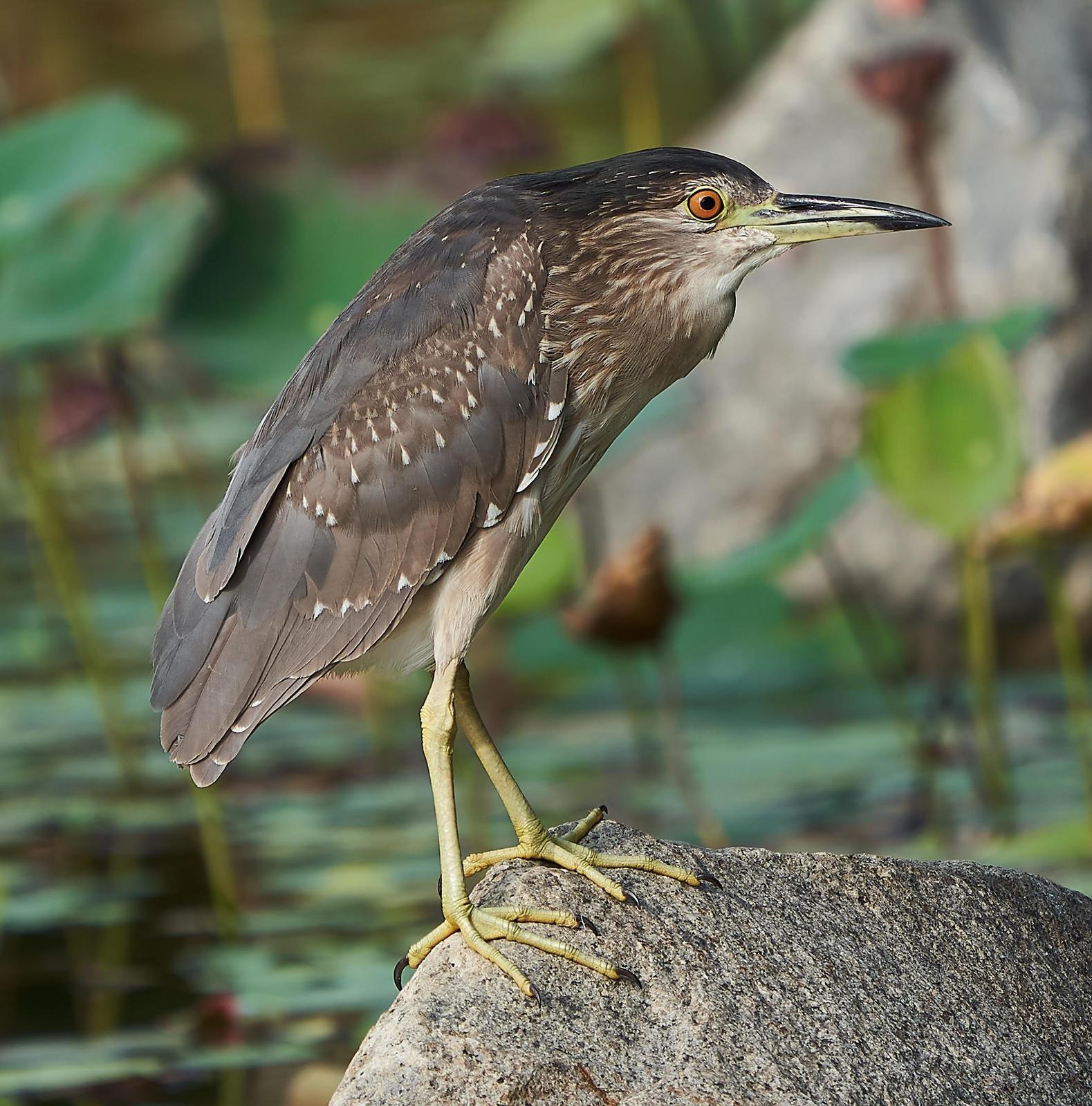 Black-crowned Night-Heron Photo by Steven Cheong