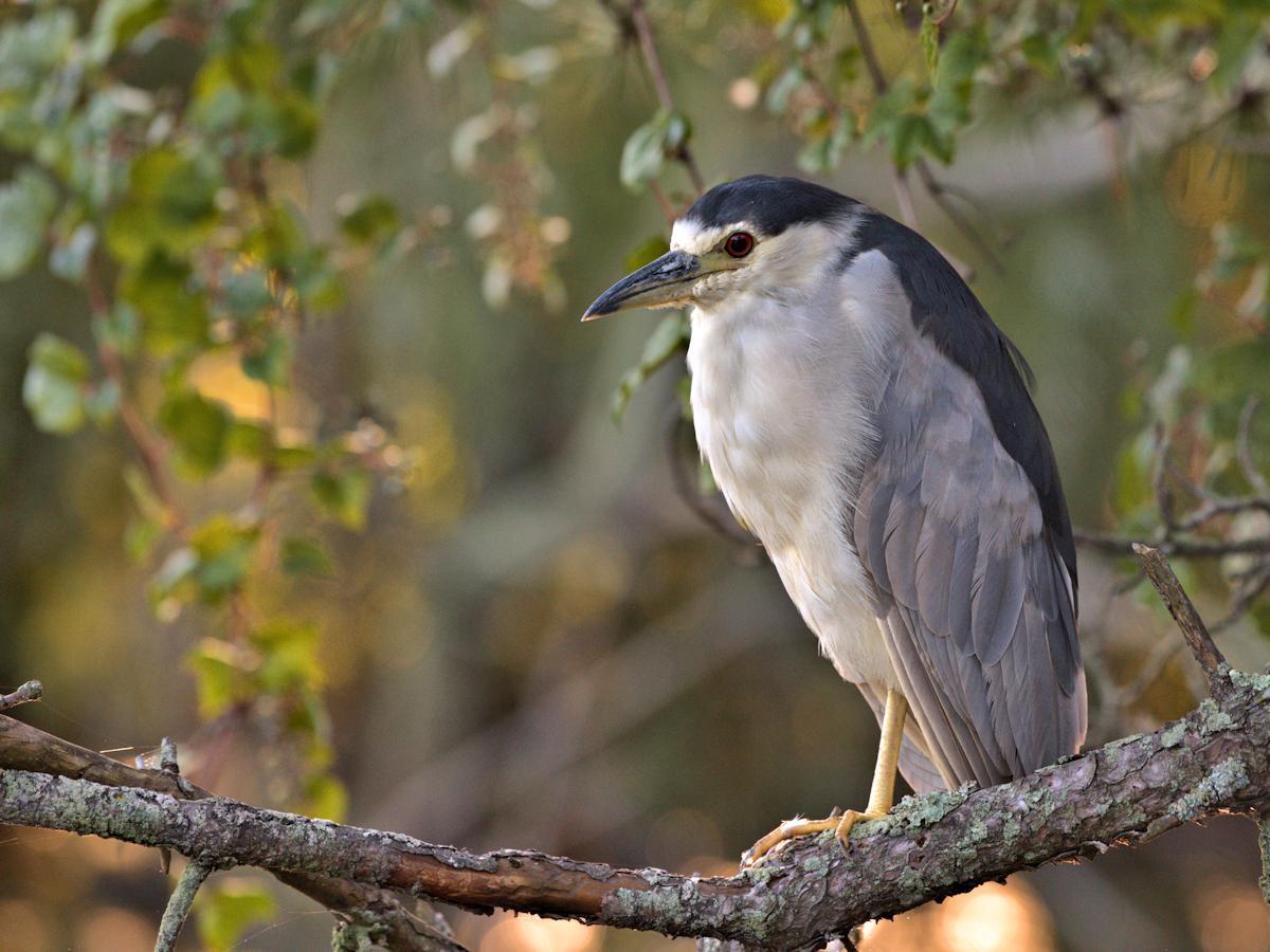 Black-crowned Night-Heron (American) Photo by Jackie Connelly-Fornuff