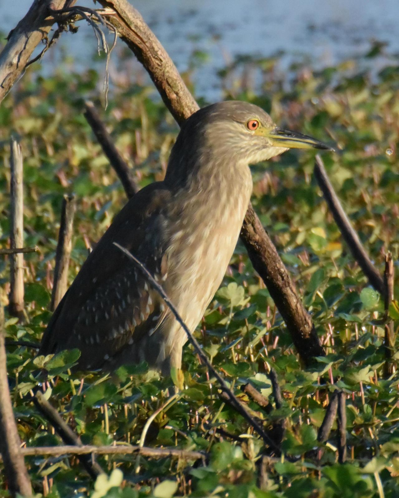 Black-crowned Night-Heron (American) Photo by Emily Percival