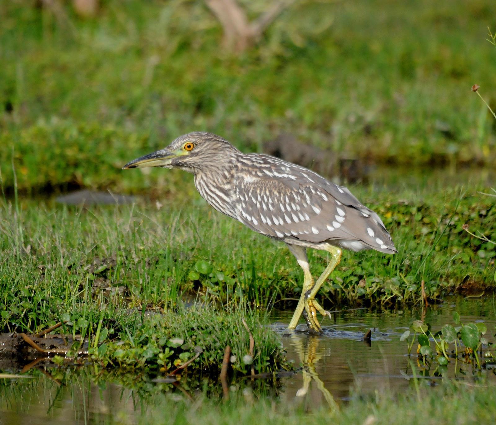 Black-crowned Night-Heron (American) Photo by Steven Mlodinow