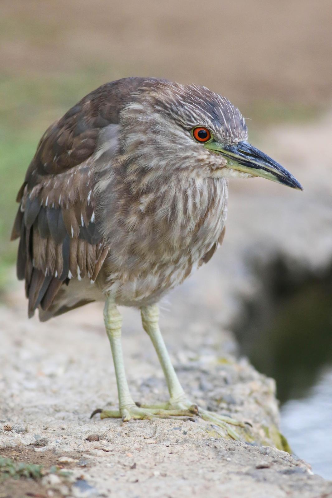 Black-crowned Night-Heron (American) Photo by Tom Ford-Hutchinson