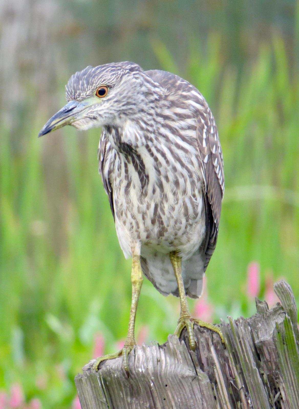 Black-crowned Night-Heron (American) Photo by Don Glasco