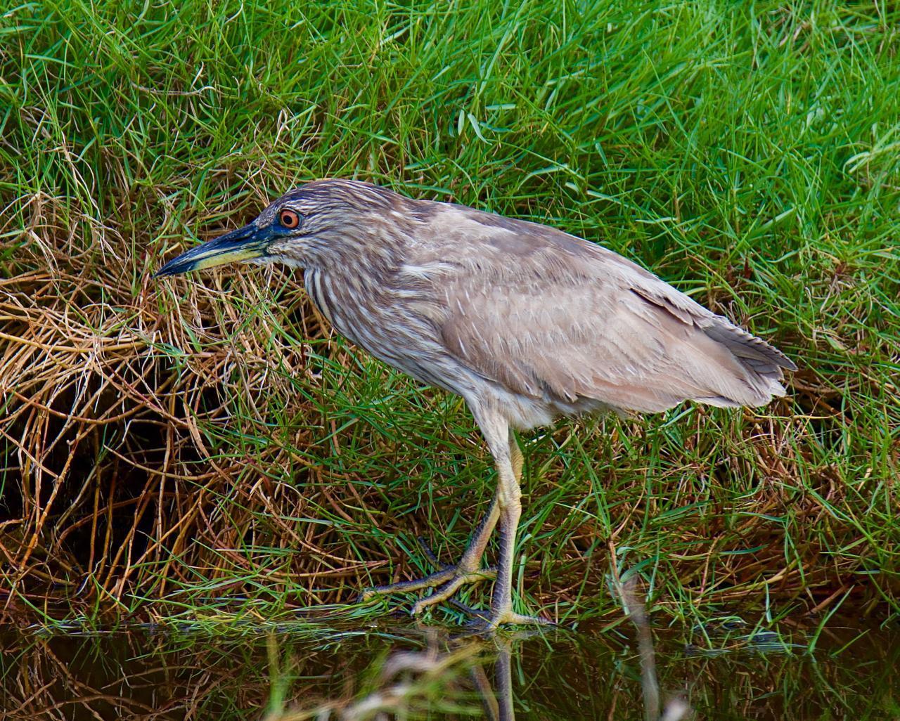 Black-crowned Night-Heron (American) Photo by Brian Avent