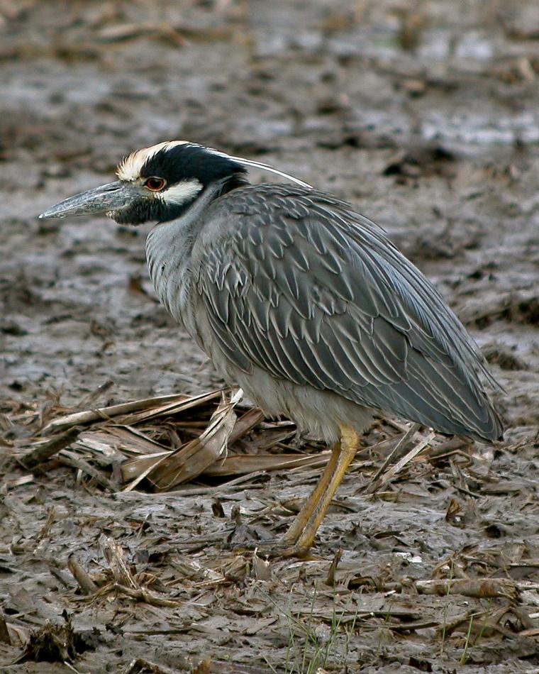 Yellow-crowned Night-Heron Photo by Sean Fitzgerald