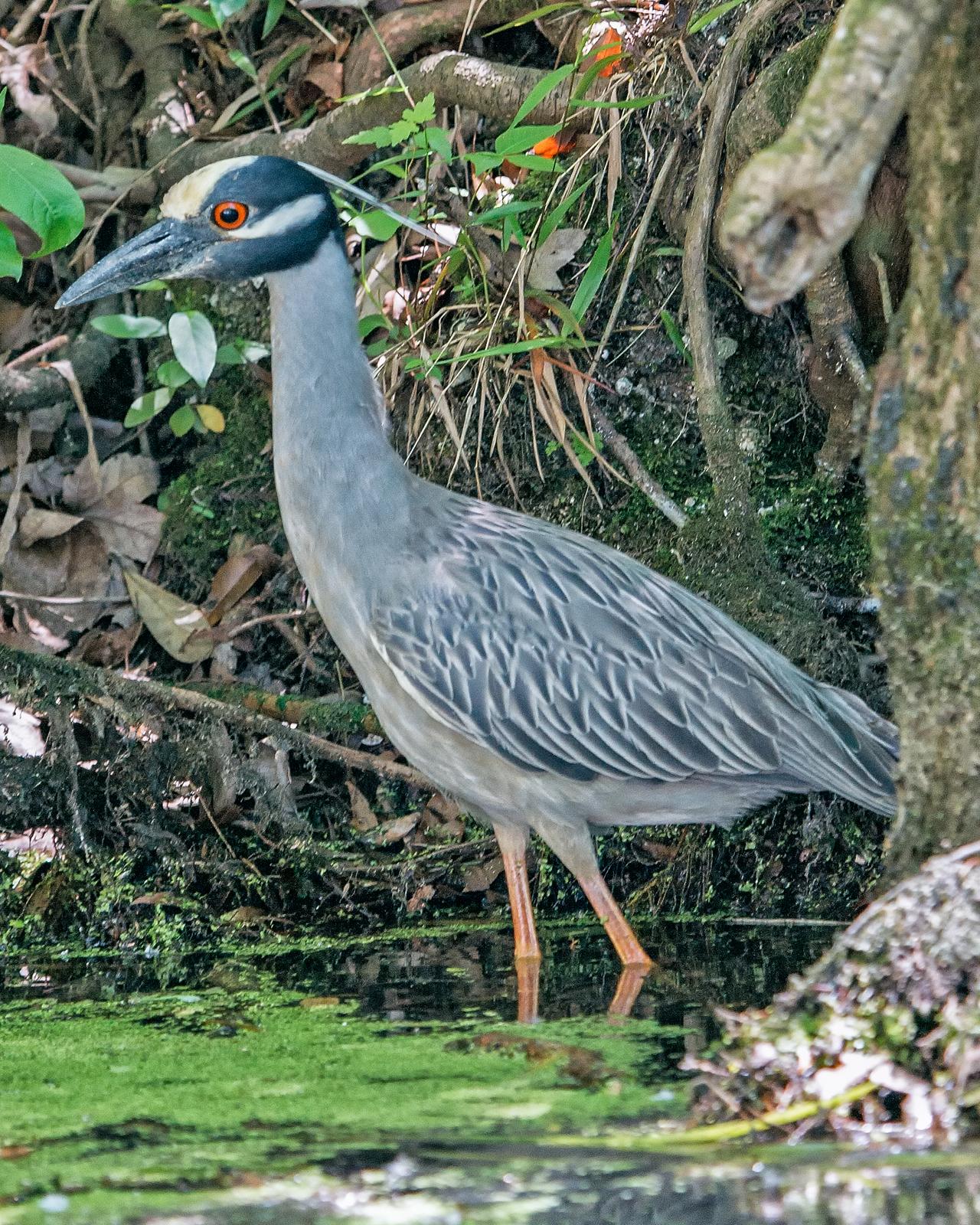 Yellow-crowned Night-Heron Photo by JC Knoll