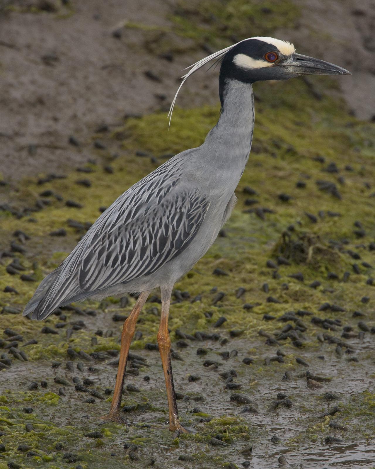 Yellow-crowned Night-Heron Photo by Jeff Moore
