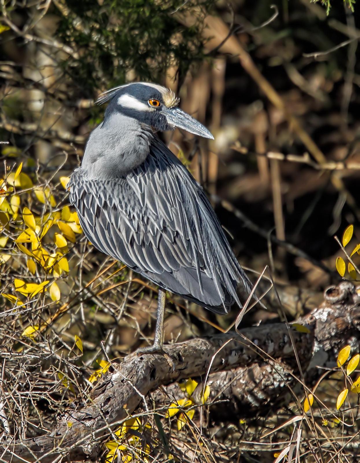 Yellow-crowned Night-Heron Photo by JC Knoll