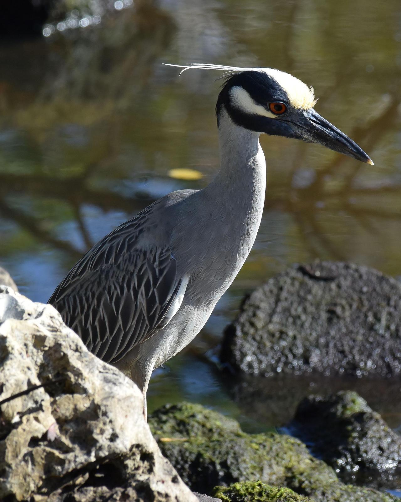 Yellow-crowned Night-Heron Photo by Emily Percival