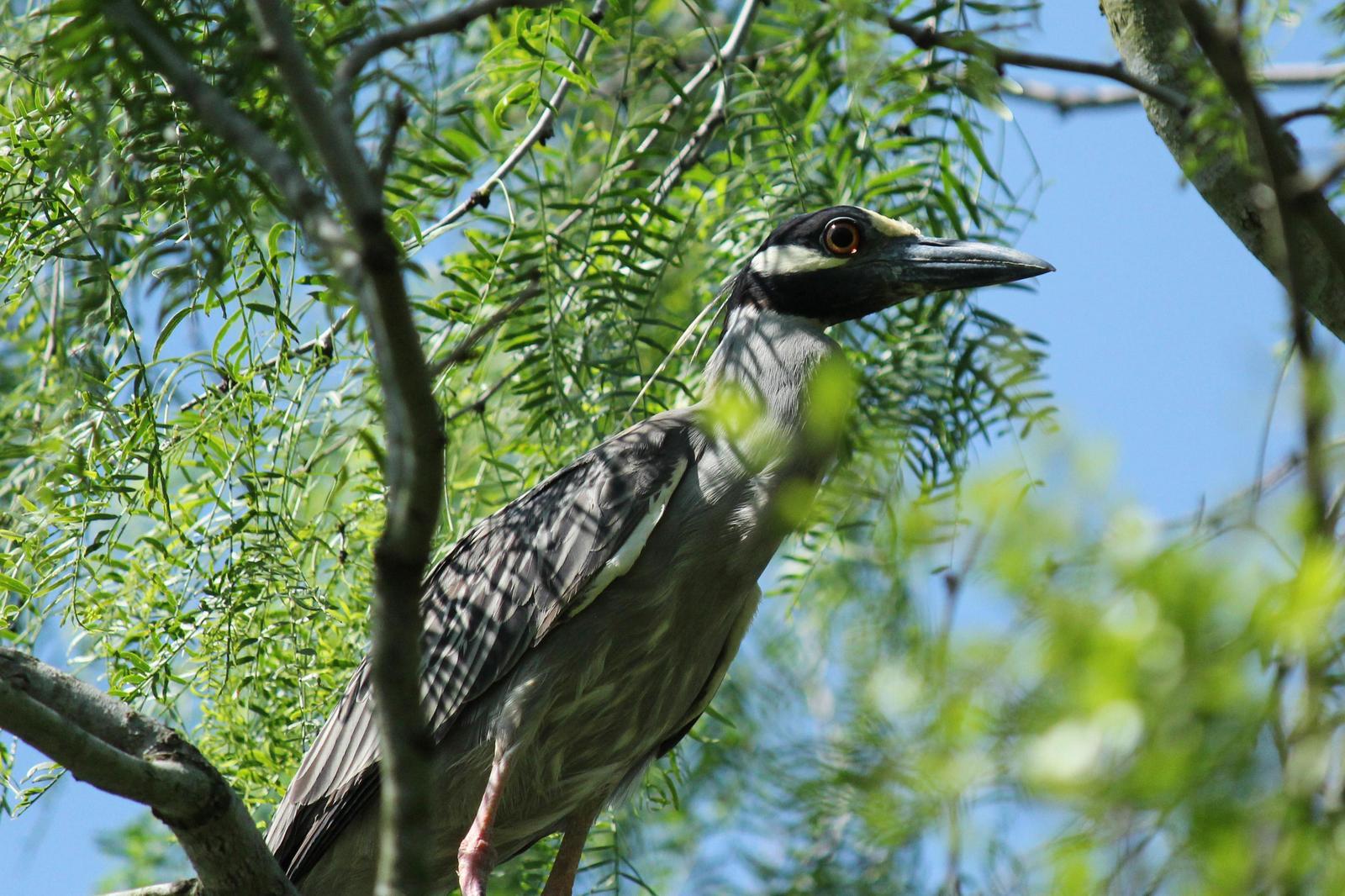 Yellow-crowned Night-Heron Photo by Kristy Baker
