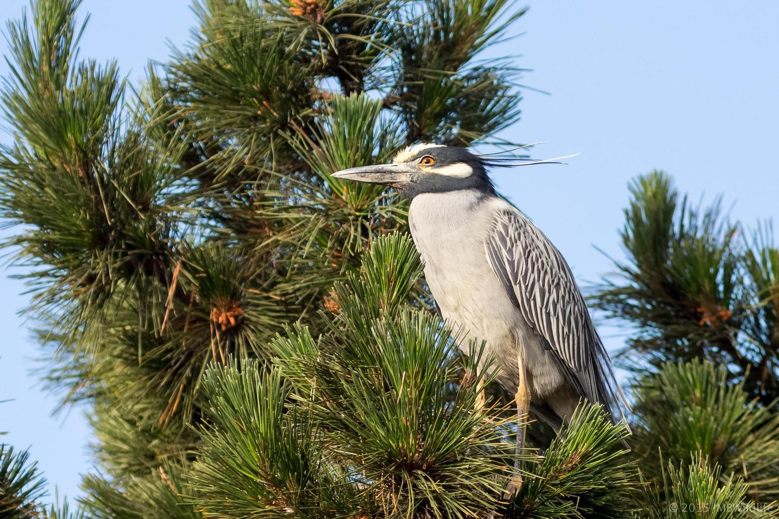 Yellow-crowned Night-Heron Photo by Jeff Bray