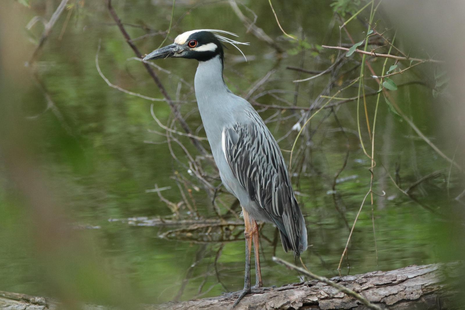 Yellow-crowned Night-Heron Photo by Kristy Baker