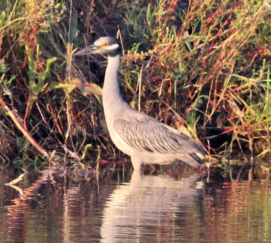 Yellow-crowned Night-Heron Photo by Tom Gannon