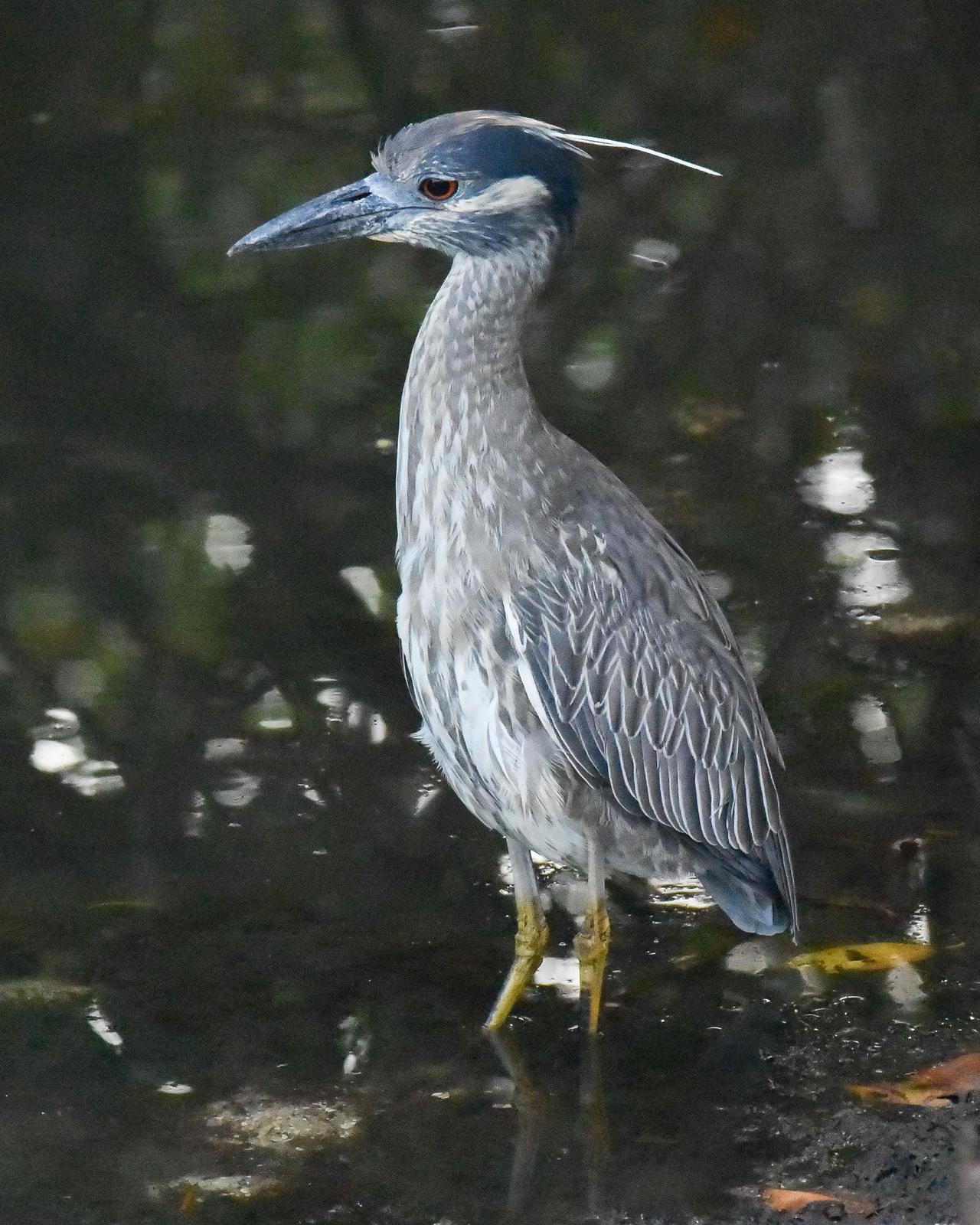 Yellow-crowned Night-Heron Photo by Emily Percival
