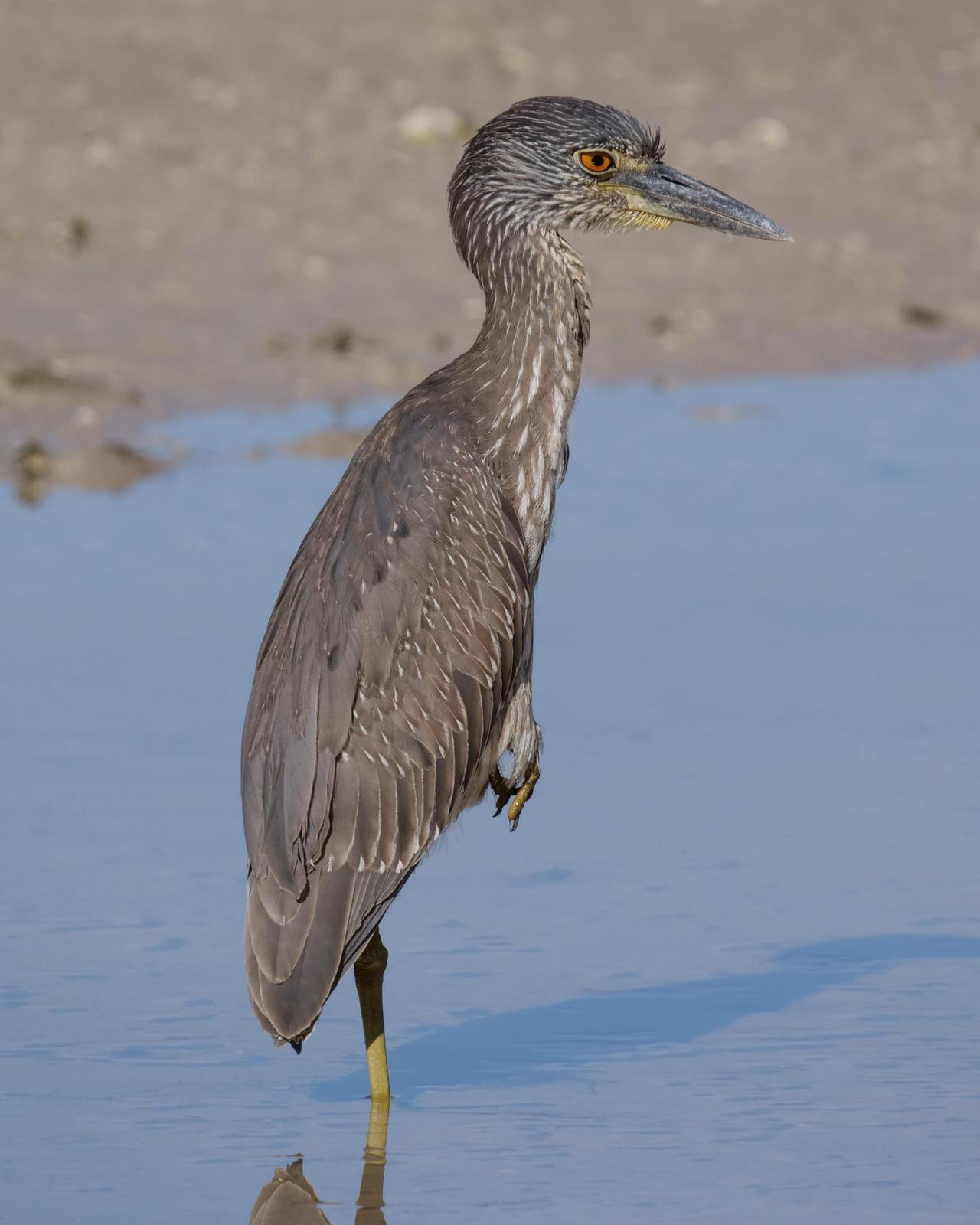 Yellow-crowned Night-Heron Photo by Steve Percival