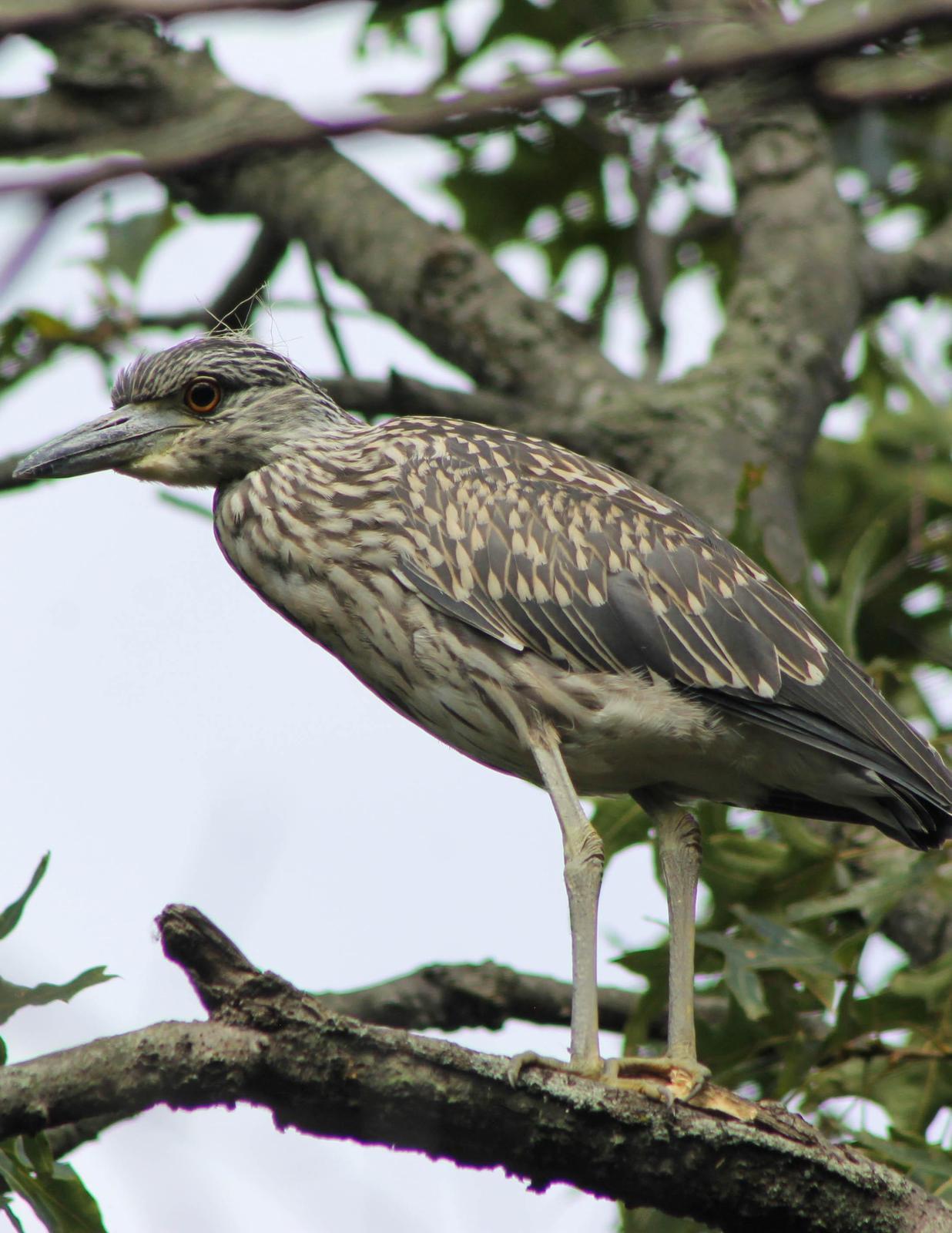 Yellow-crowned Night-Heron Photo by Roy Morris