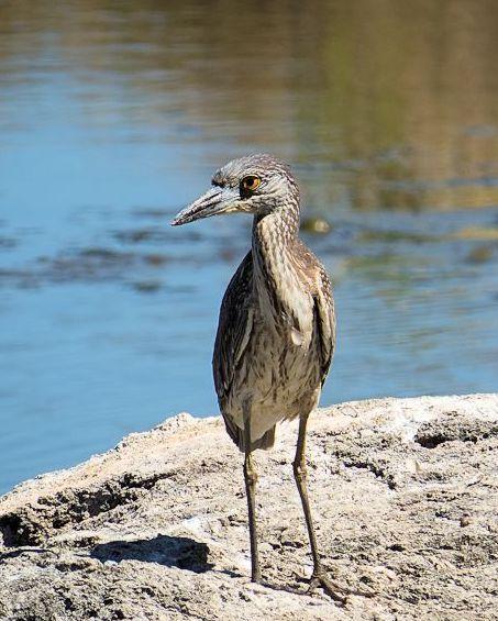 Yellow-crowned Night-Heron Photo by Kevin Brabble