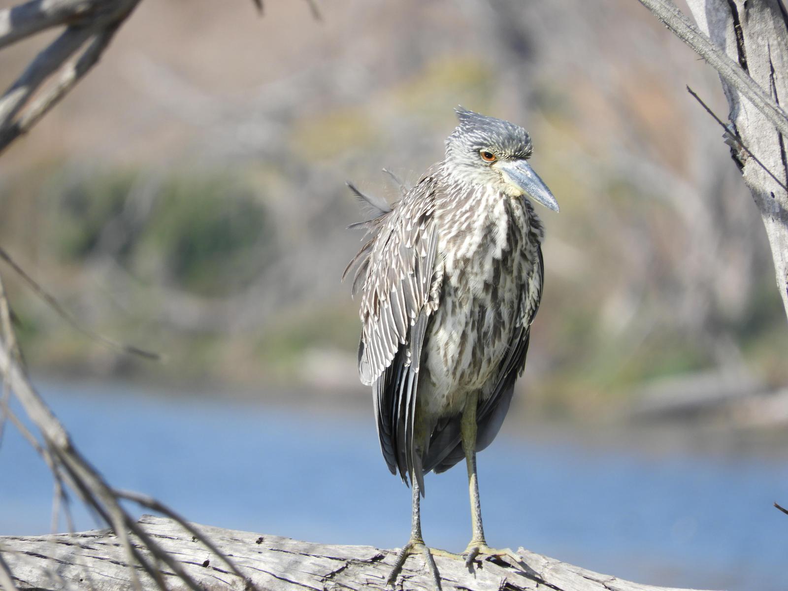 Yellow-crowned Night-Heron Photo by Yvonne Burch-Hartley