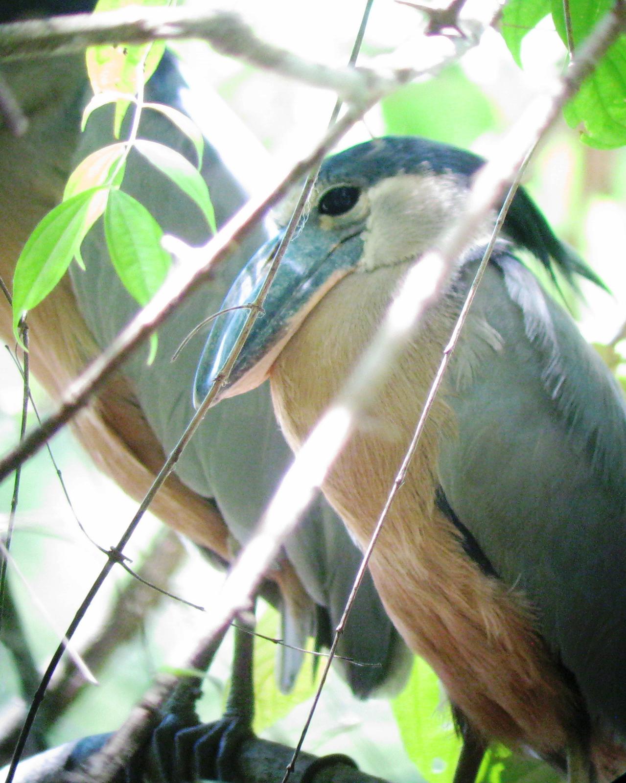 Boat-billed Heron Photo by Bonnie Clarfield-Bylin