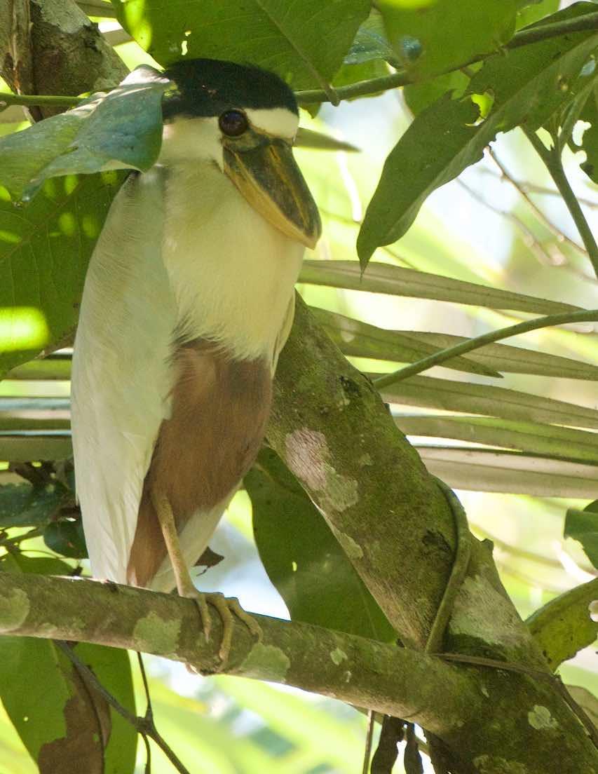 Boat-billed Heron Photo by Andrew Pittman