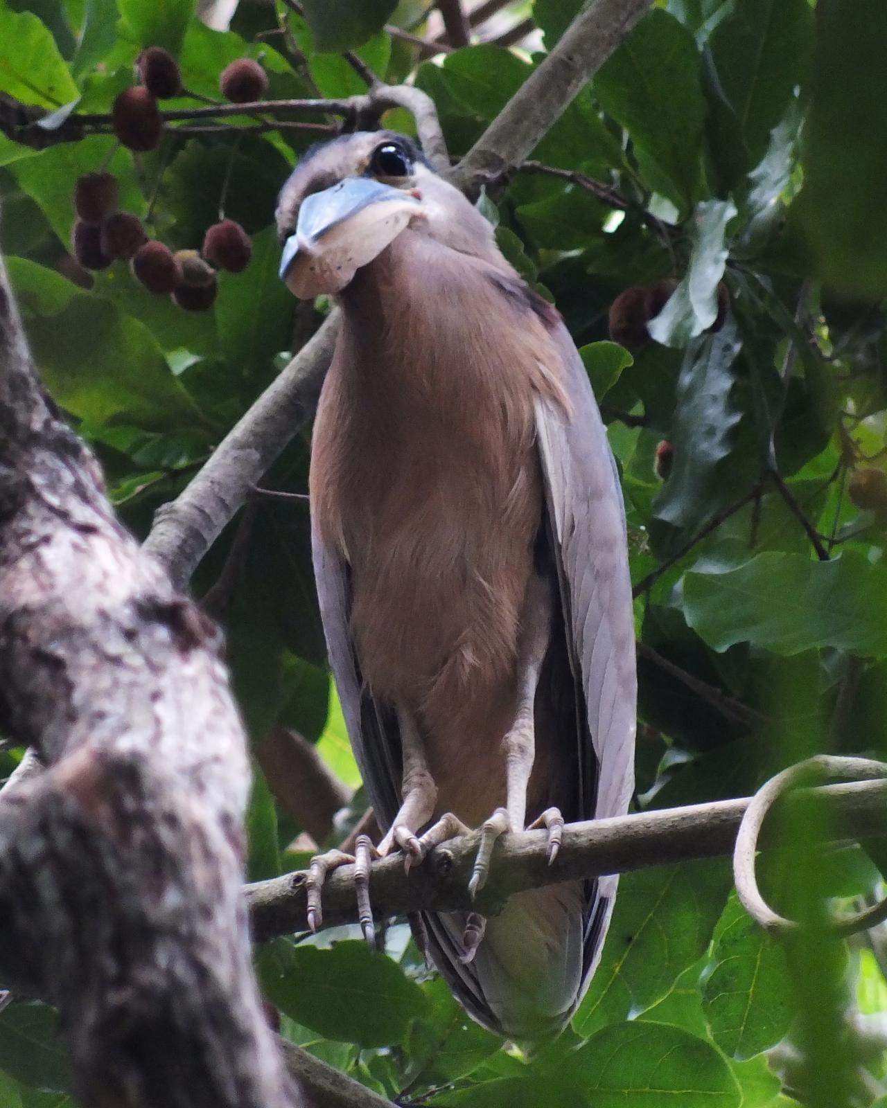 Boat-billed Heron Photo by Jeniffer Abrego