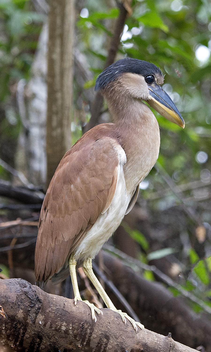Boat-billed Heron (Southern) Photo by Bonnie Flamer