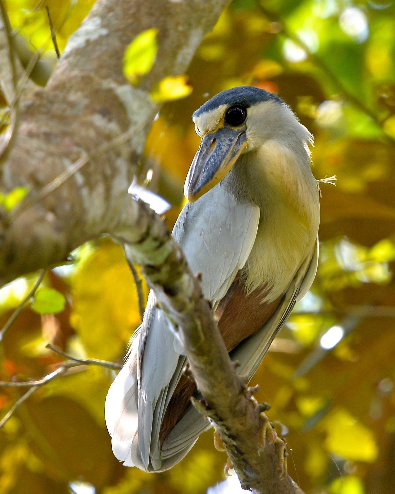 Boat-billed Heron (Southern) Photo by Gerald Friesen