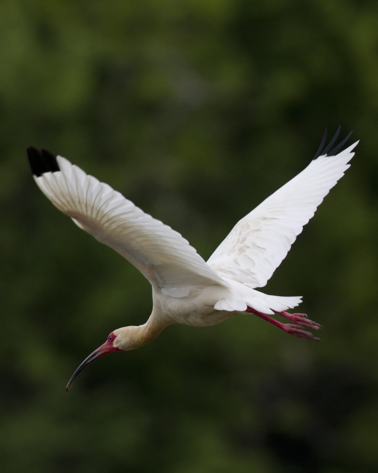 White Ibis Photo by Bill Adams