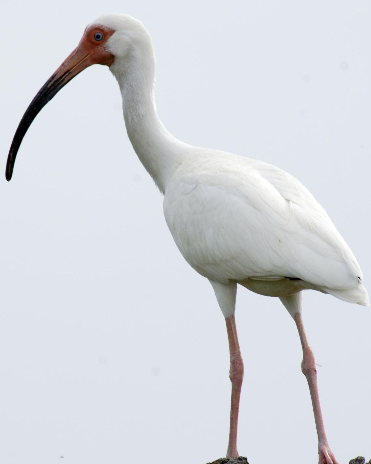 White Ibis Photo by Magill Weber