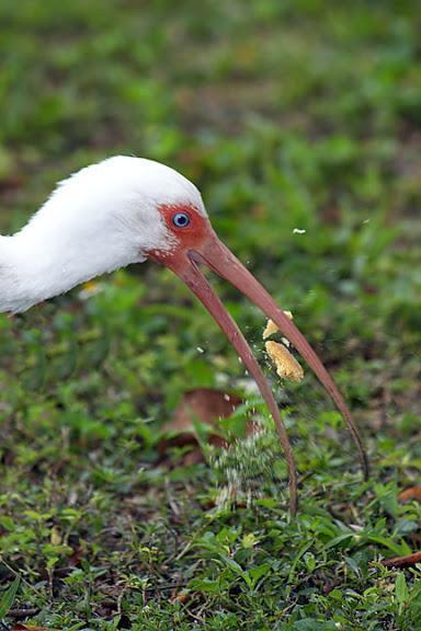 White Ibis Photo by Dan Tallman